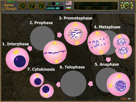 biology games|Cell Mitosis Puzzle .